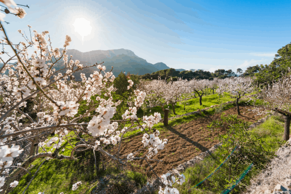 domesticated almond trees in Spain