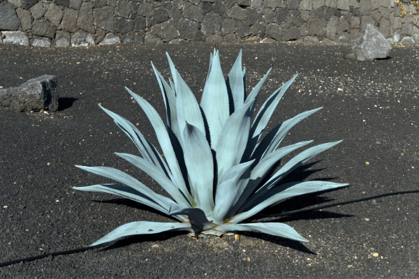 tequila cocktails - picture of an agave plant that is used to create tequila
